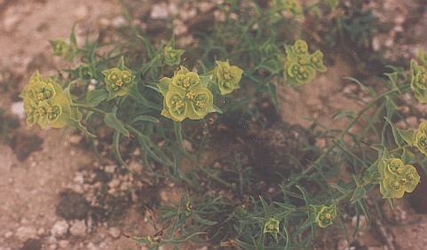 Euphorbia serrata