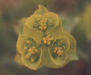 Euphorbia serrata