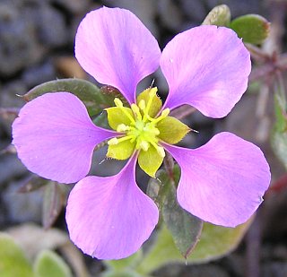 Flor de Fagonia cretica