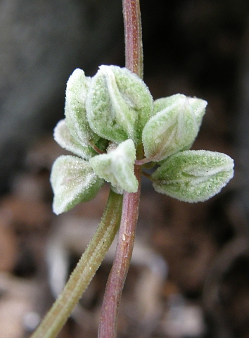 Fallopia convolvulus