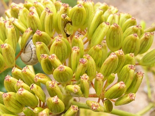 Frutos de Ferula lancerottensis