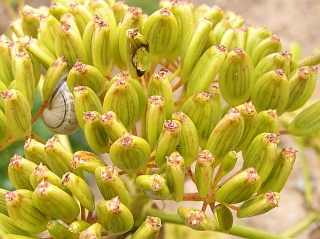 Frutos de Ferula lancerottensis