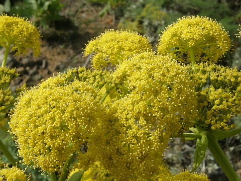 Inflorescencia de Ferula lancerottensis