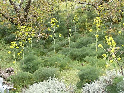 Ferula linkii