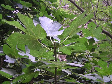 Ficus carica