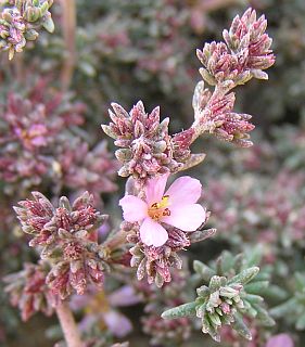 Frankenia capitata