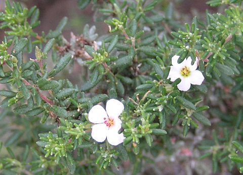 Frankenia ericifolia