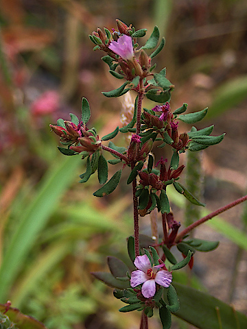 Frankenia pulverulenta