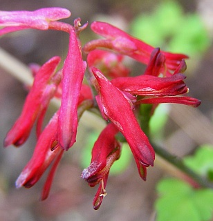 Fumaria coccinea