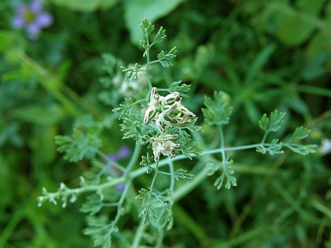 Fumaria parviflora