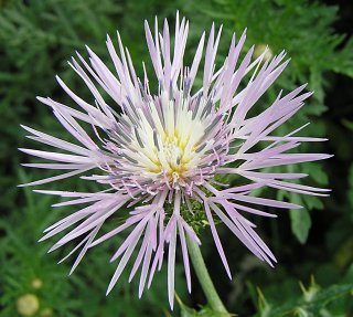 Galactites tomentosa