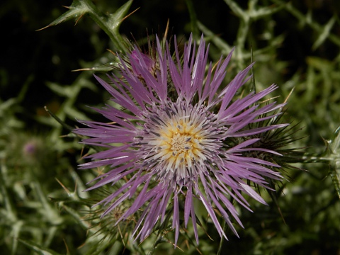 Galactites tomentosa