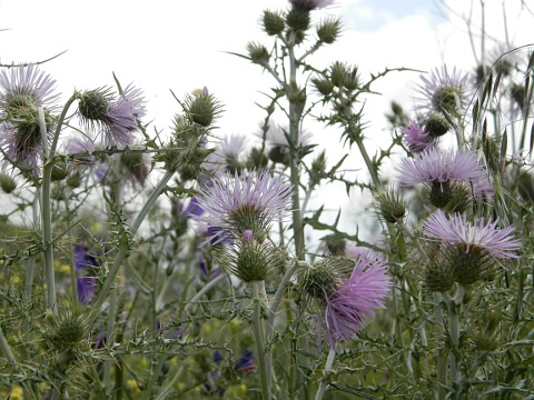 Galactites tomentosa