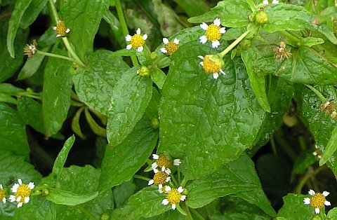 Galinsoga parviflora