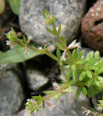 Galium murale