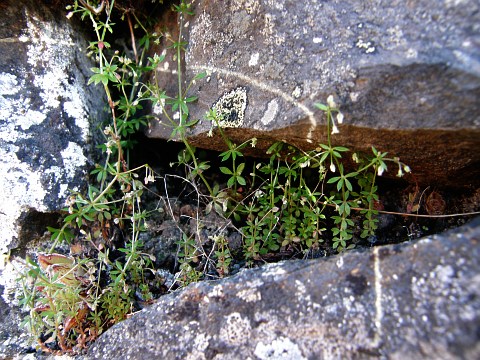 Galium parisiense