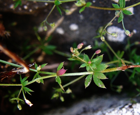 Galium parisiense