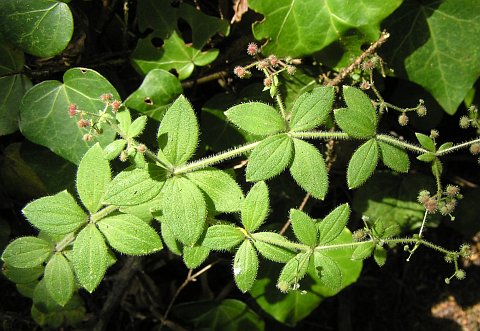 Galium scabrum