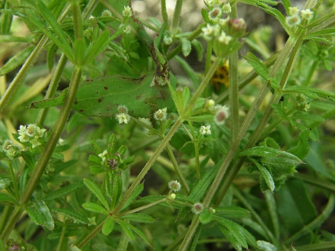 Galium spurium