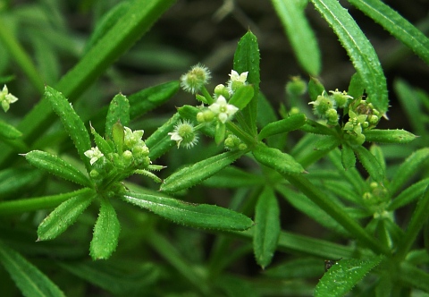 Galium spurium