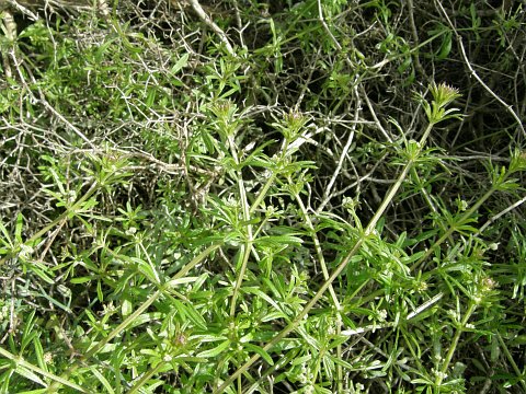 Galium spurium