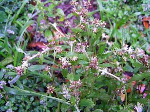 gamochaeta pensylvanica