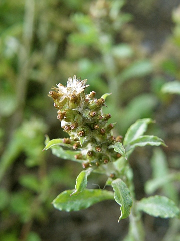 Gamochaeta subfalcata