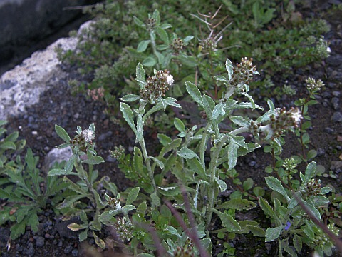 Gamochaeta subfalcata