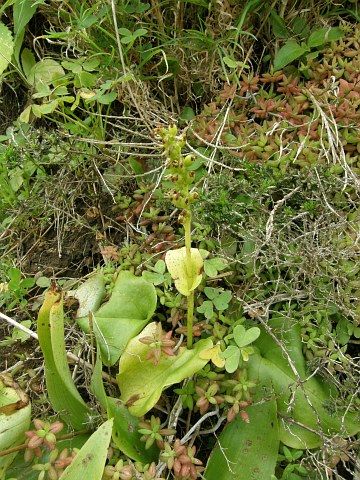 Gennaria diphylla