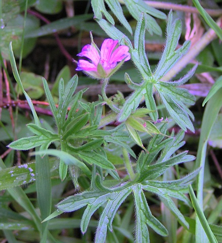 Geranium dissectum