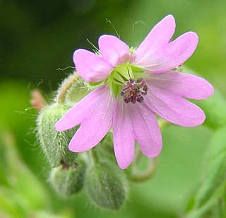 Flor de Geranium molle