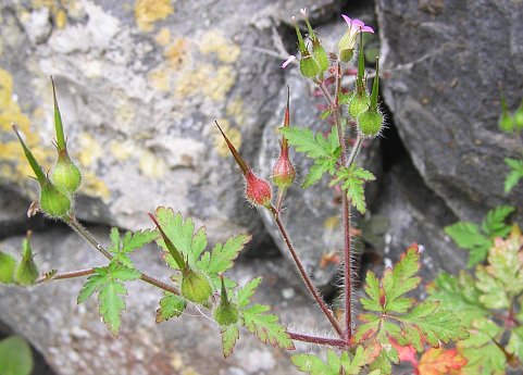 Geranium robertianum