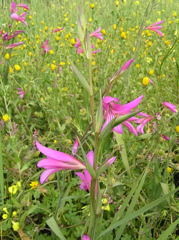 Gladiolus italicus