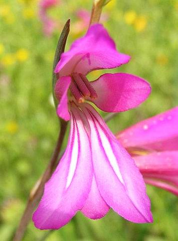 Flor de Gladiolus italicus