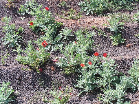 Glaucium
          corniculatum