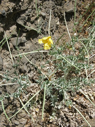 Glaucium flavum