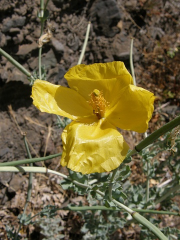 Glaucium flavum