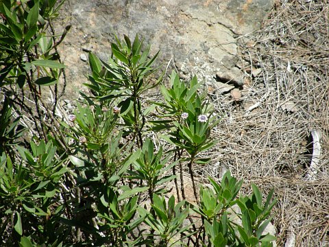 Globularia ascanii