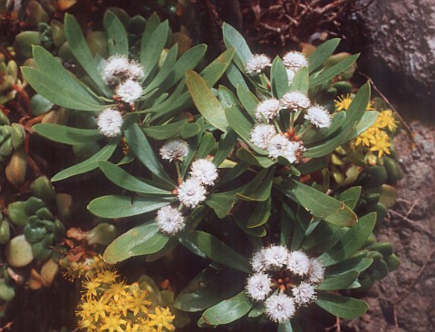 Globularia salicina