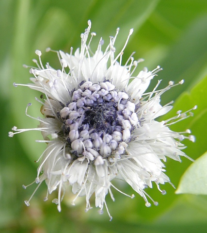 Globularia salicina