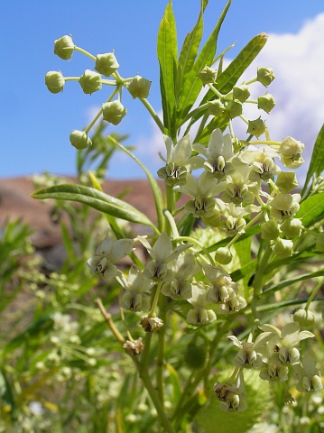 Gomphocarpus fruticosus