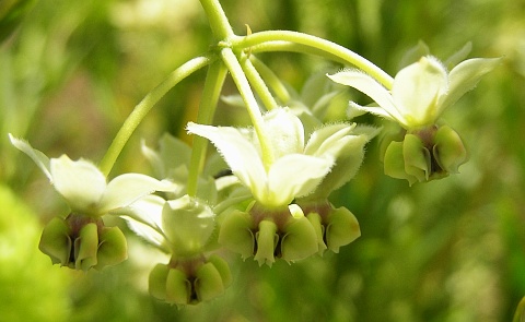 Flores de
          Gomphocarpus fruticosus