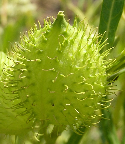 Fruto de
          Gomphocarpus fruticosus