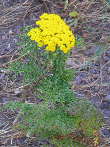 Gonospermum fruticosum