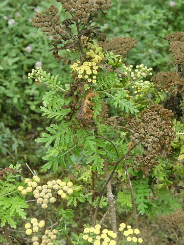 Gonospermum gomerae