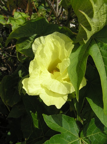 Gossypium herbaceum