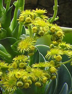 Flores de Greenovia aurea