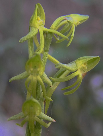 Flores de Habenaria tridactylites