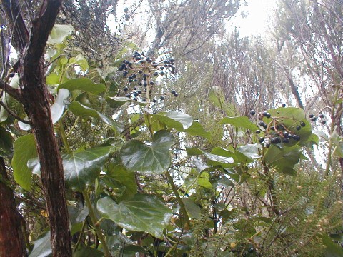 Hedera canariensis