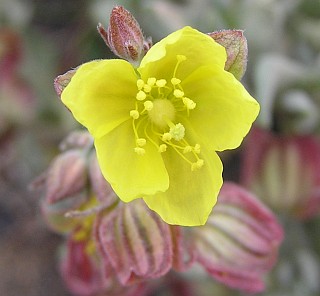 Helianthemum canariense